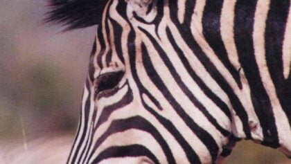 Meet my zebra Joe – How to stand out from the herd