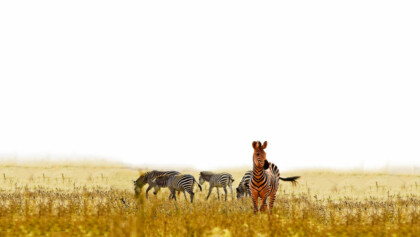 Video Full HD 1920×1080 px